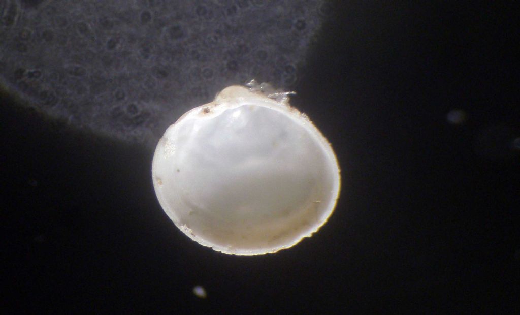 Microconchiglie plioceniche